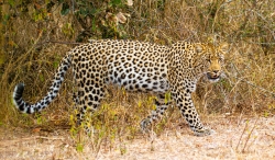 Kruger Park, South Africa